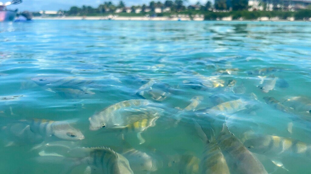 Passeio de Buggy Porto de Galinhas